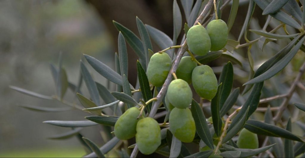 Olio extra vergine di oliva Ravece
